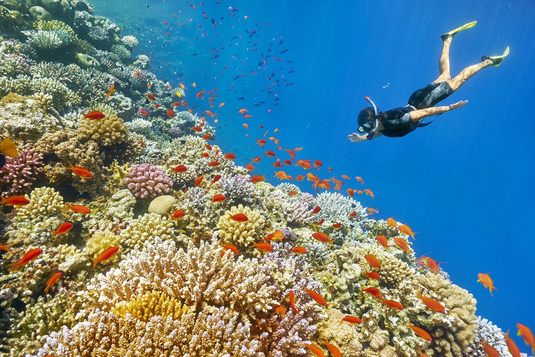 Sataya Dolphin Reef Cruise