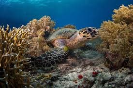 Abu Dabbab Turtle Bay Experience